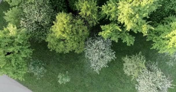 Florescimento Primavera Maçã Parque Desembarque Tiro Cobertura Faixa Voar Vista — Vídeo de Stock
