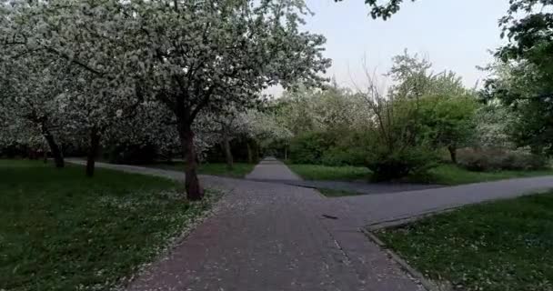 Kvetoucí Jaře Apple Park Fly Podél Cesty — Stock video