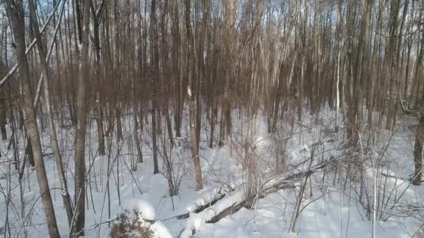 Winter Forest Naked Trees Chimney Smoke Aerial Losiniy Ostrov Winter — Stock Video