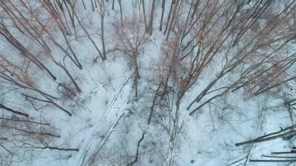Winter Bos Naakte Bomen Antenne Losiniy Ostrov Winter Rook Mooi — Stockvideo