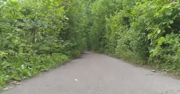 Caminho Floresta Parque Vídeo Aéreo Natureza Terra Neutro Árvore Floresta — Vídeo de Stock