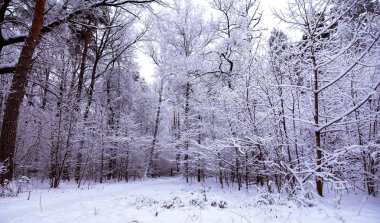 Ormanda güzel bir kış günü. 