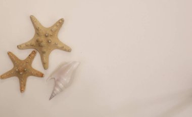 Deniz yıldızı beyaz artalan üzerinde.