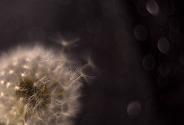 Karahindiba koyu arka plan üzerinde makro fotoğraf