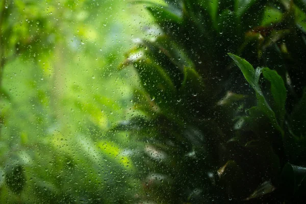 Рейн фон с каплями дождя на стекле и сочными зелеными цветами на заднем плане. Закрыть . — стоковое фото