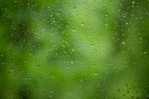 Rain background with rain drops on glass and juicy green plants on background.Close up. — Stock Photo, Image