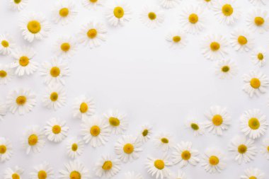 Arka planda yaz çiçekleri. Papatyalar ya da beyaz arka planda papatya çiçekleri. Üst manzara..