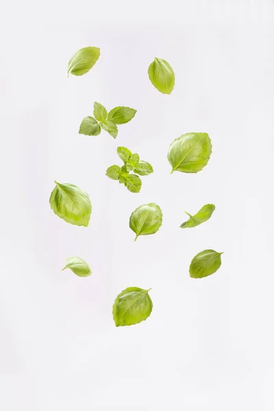 Fresh Basil leaves flying on light background.Shot of basil leaves in freeze motion.healthy and vegan food levitation.Close up.