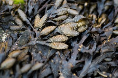 yosun ve yosun desen