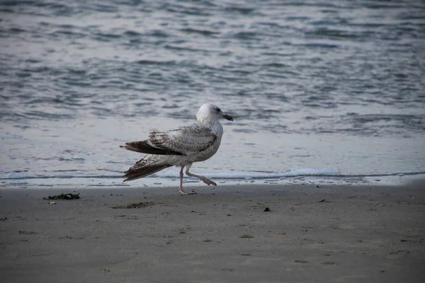 Måsen Havet Haag — Stockfoto