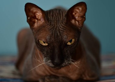 Sphynx kara kedi Sphynx siyah kedi