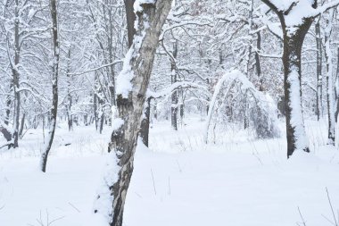 Ukrayna'da kış orman