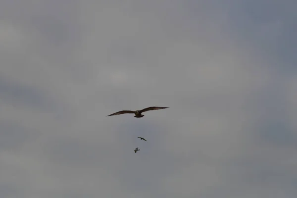 Die Möwe Flug — Stockfoto