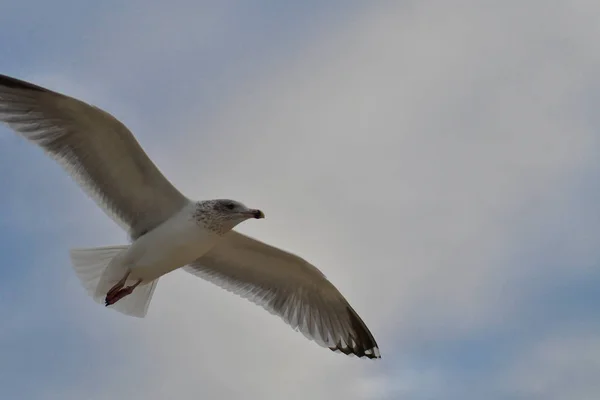 Gaivota Voo — Fotografia de Stock