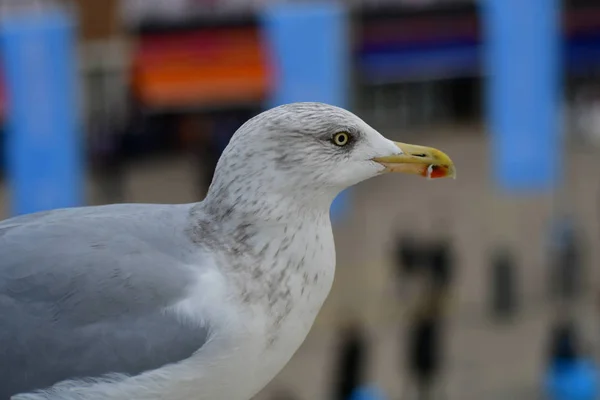 Gull Flight — Stock Photo, Image