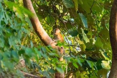 Tayland ormanda maymun