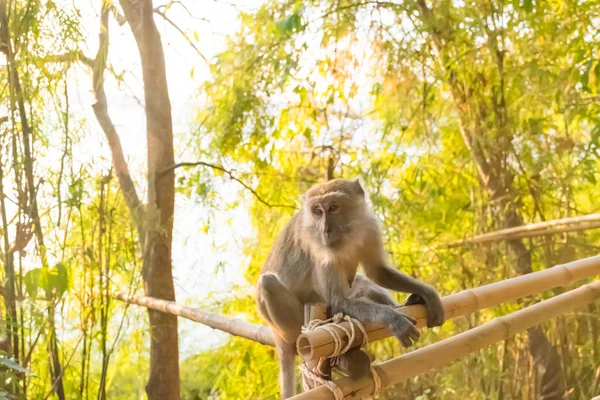 Monkey i djungeln i Thailand — Stockfoto