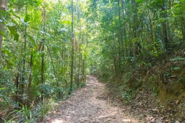 Orman orman tropik ağaçları ile. macera arka plan