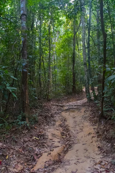 Selva con árboles tropicales. Fondo aventura — Foto de Stock