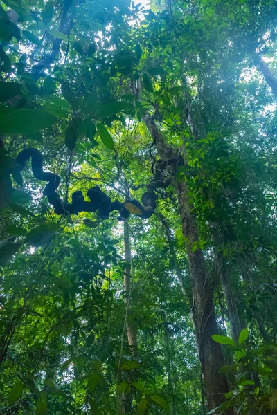 Hutan rimba dengan pohon tropis. Latar belakang petualangan — Stok Foto
