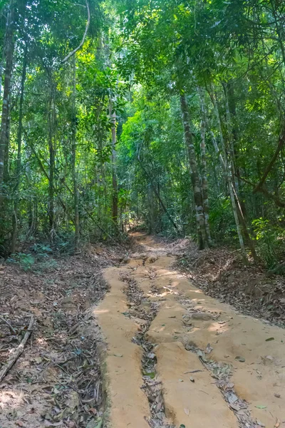 Selva con árboles tropicales. Fondo aventura — Foto de Stock