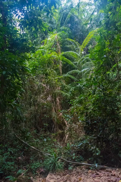 Hutan rimba dengan pohon tropis. Latar belakang petualangan — Stok Foto