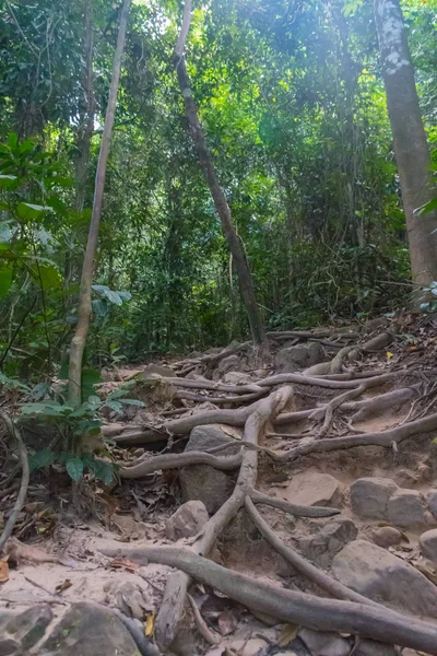 Hutan rimba dengan pohon tropis. Latar belakang petualangan — Stok Foto