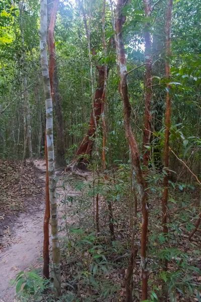 Hutan rimba dengan pohon tropis. Latar belakang petualangan — Stok Foto