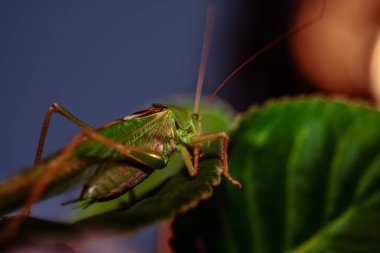 Çekirgeye yakın. Böcek fotoğrafı - yeşil çekirgenin makro detayı