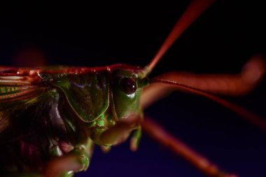 Çekirgeye yakın. Böcek fotoğrafı - yeşil çekirgenin makro detayı