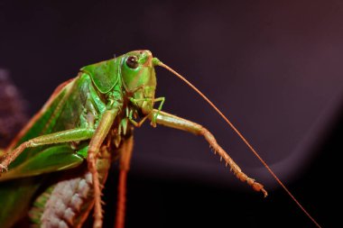 Çekirgeye yakın. Böcek fotoğrafı - yeşil çekirgenin makro detayı