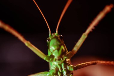 Çekirgeye yakın. Böcek fotoğrafı - yeşil çekirgenin makro detayı