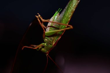 Çekirgeye yakın. Böcek fotoğrafı - yeşil çekirgenin makro detayı
