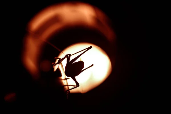 イナゴを閉じます 昆虫の写真 緑のイナゴのマクロの詳細 — ストック写真