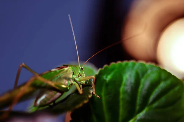 Sluiten Van Een Sprinkhaan Insectenfoto Macro Detail Van Een Groene — Stockfoto