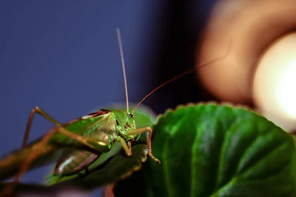 Sluiten Van Een Sprinkhaan Insectenfoto Macro Detail Van Een Groene — Stockfoto