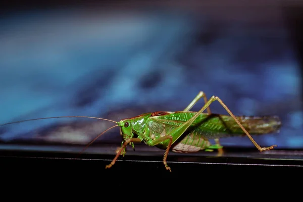 Nahaufnahme Einer Heuschrecke Insektenfoto Makrodetail Einer Grünen Heuschrecke — Stockfoto