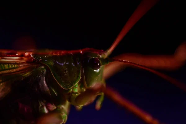 Close Locust Insect Photo Macro Detail Green Locust — Stock Photo, Image