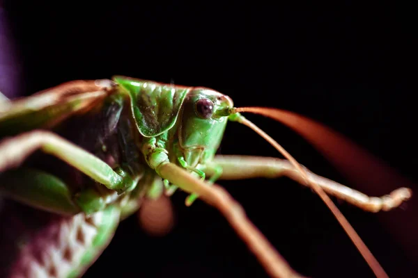 Çekirgeye Yakın Böcek Fotoğrafı Yeşil Çekirgenin Makro Detayı — Stok fotoğraf