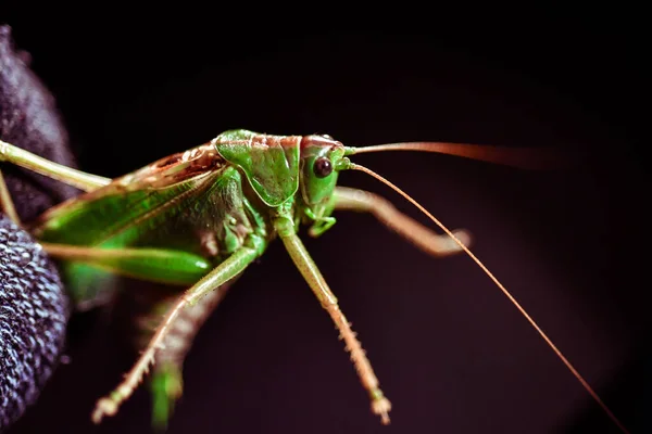 Närbild Gräshoppa Insekt Foto Makro Detalj Grön Gräshoppa — Stockfoto
