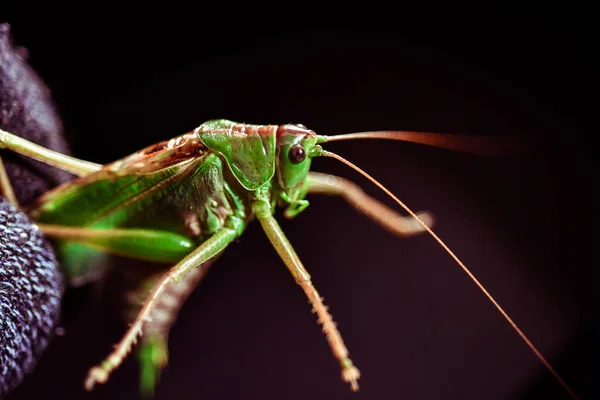 Sluiten Van Een Sprinkhaan Insectenfoto Macro Detail Van Een Groene — Stockfoto