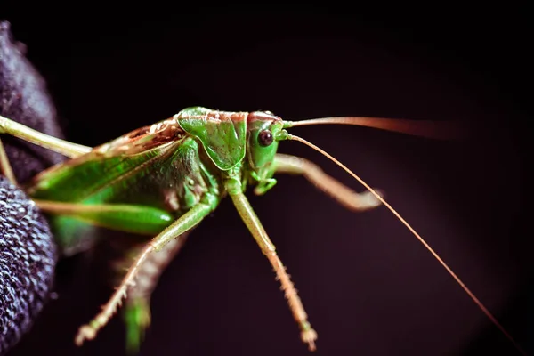 Sluiten Van Een Sprinkhaan Insectenfoto Macro Detail Van Een Groene — Stockfoto