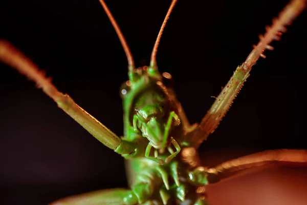Κοντινό Πλάνο Ακρίδας Φωτογραφία Εντόμων Μακροεντολή Λεπτομέρεια Μιας Πράσινης Ακρίδας — Φωτογραφία Αρχείου