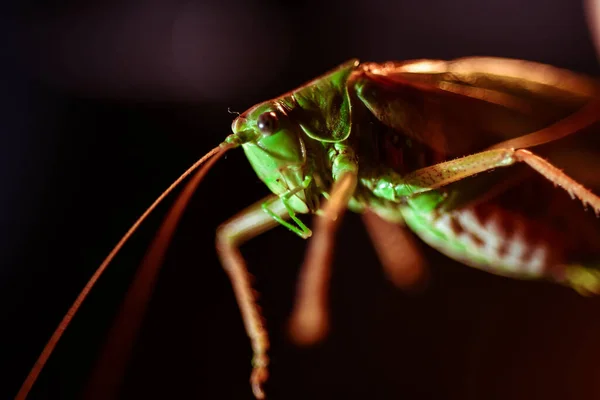 Nahaufnahme Einer Heuschrecke Insektenfoto Makrodetail Einer Grünen Heuschrecke — Stockfoto