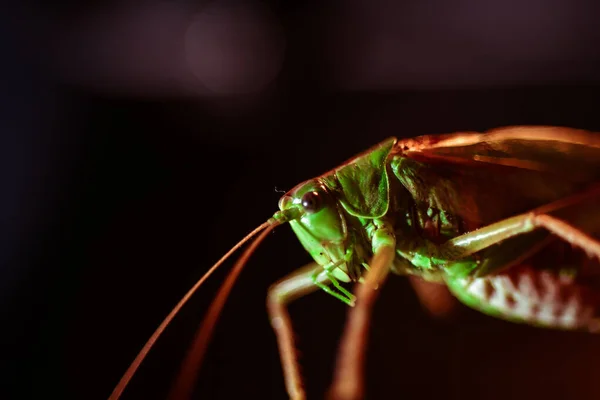 Sluiten Van Een Sprinkhaan Insectenfoto Macro Detail Van Een Groene — Stockfoto