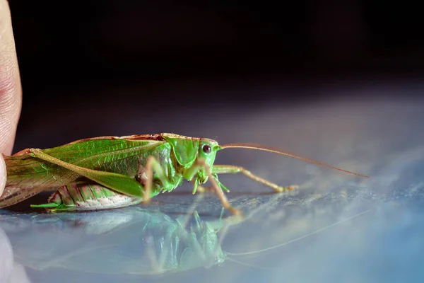 Närbild Gräshoppa Insekt Foto Makro Detalj Grön Gräshoppa — Stockfoto