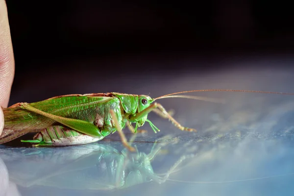 Närbild Gräshoppa Insekt Foto Makro Detalj Grön Gräshoppa — Stockfoto