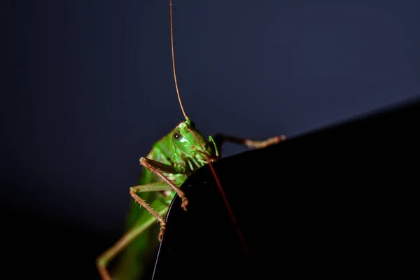 Close Locust Insect Photo Macro Detail Green Locust — Stock Photo, Image