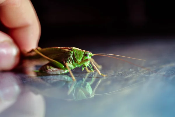Närbild Gräshoppa Insekt Foto Makro Detalj Grön Gräshoppa — Stockfoto