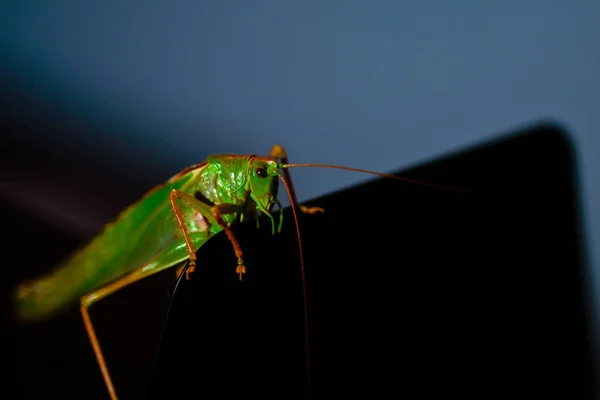 Sluiten Van Een Sprinkhaan Insectenfoto Macro Detail Van Een Groene — Stockfoto